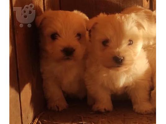 PoulaTo: Westie terrier